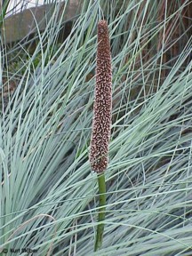 Xanthorrhoea semiplana