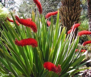 Xeronema callistemon