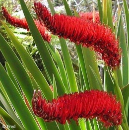 Xeronema callistemon