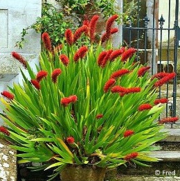 Xeronema callistemon