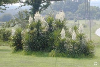 Yucca aloifolia 