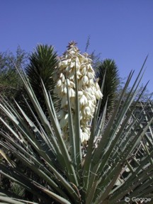 Yucca baccata 