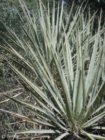 Yucca baccata 