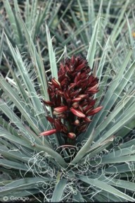 Yucca baccata 