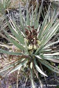 Yucca baccata 