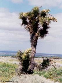 Yucca brevifolia 