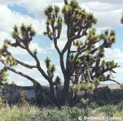 Yucca brevifolia 