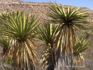 Yucca carnerosana 