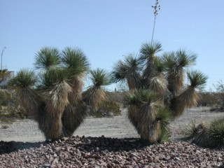 Yucca elata 