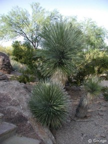Yucca elata 
