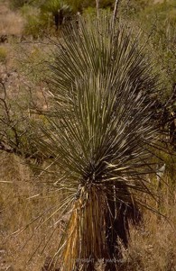 Yucca elata 
