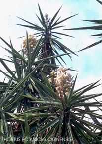 Yucca elephantipes