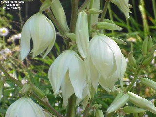 Yucca filamentosa 