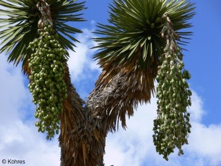 Yucca filifera