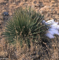 Yucca glauca 
