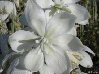 Yucca pallida 