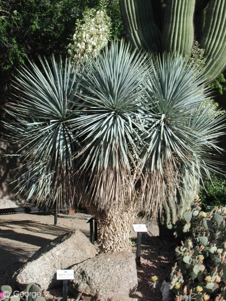 Exotische Nutz und Zierpflanzen Yucca rigida