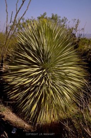 Yucca rostrata