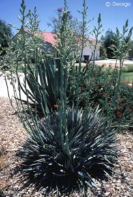 Yucca rupicola 