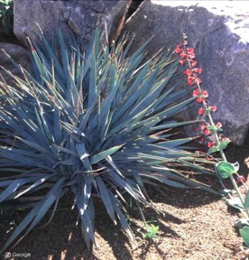 Yucca rupicola 