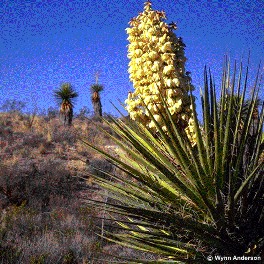 Yucca torreyi 