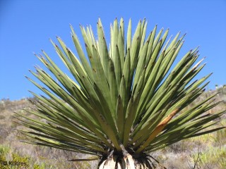 Yucca treculeana