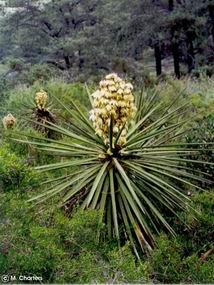 Yucca whipplei
