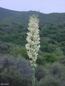 Yucca whipplei