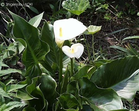 54+ Zierpflanzen Zantedeschia, Natürlich müssen sie die neue