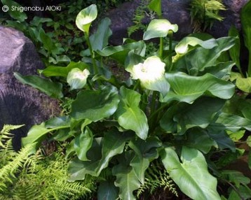 Exotische Nutz und Zierpflanzen Zantedeschia aethiopica 'Green Goddess'