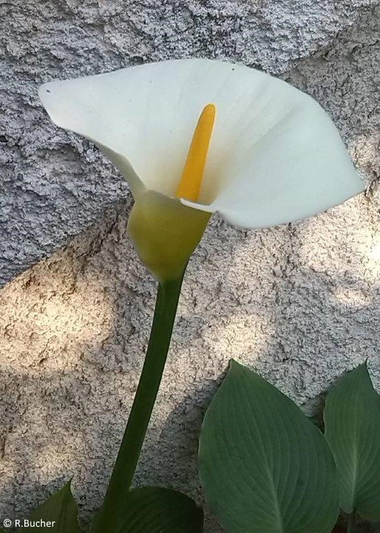 Exotische Nutz und Zierpflanzen Zantedeschia aethiopica 'White Giant'