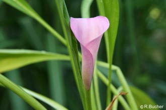 Zantedeschia rehmannii