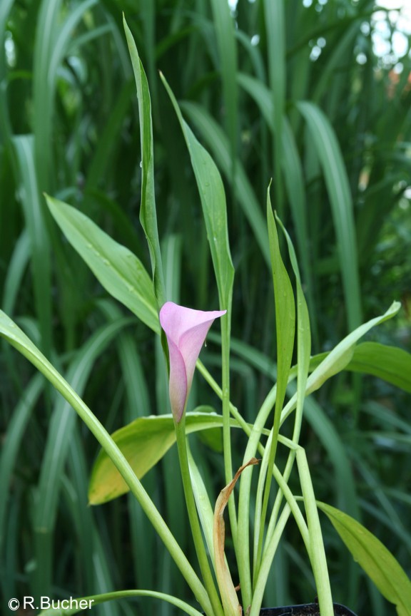 Exotische Nutz und Zierpflanzen Zantedeschia rehmannii