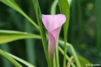 Zantedeschia rehmannii