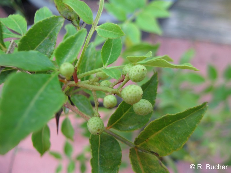 Exotische Nutz und Zierpflanzen Zanthoxylum simulans