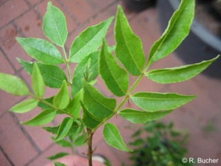 Zanthoxylum simulans 