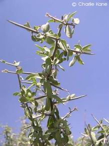 Ziziphus obtusifolia 