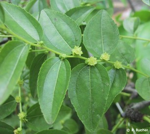 Ziziphus jujuba 