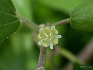 Ziziphus mauritiana