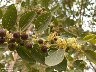 Ziziphus spina-christi