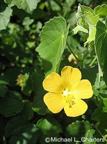 Abutilon sonneratianum