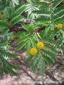 Acacia erioloba