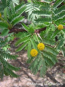 Acacia erioloba