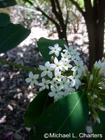 Acokanthera oppositifolia