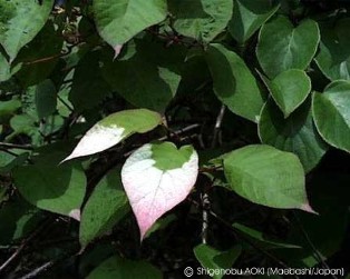 Actinidia kolomikta 