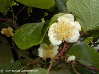 Actinidia chinensis 