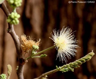 Albizia amara ssp. seriocephala