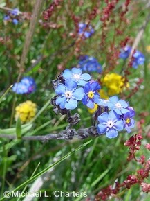 Anchusa capensis