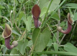 Aristolochia baetica 