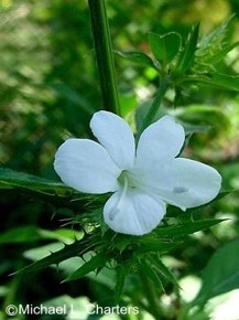 Barleria elegans